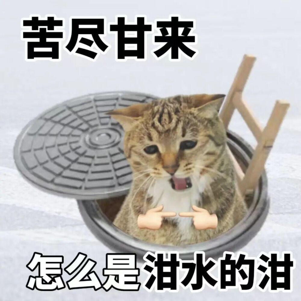 猫猫表情包