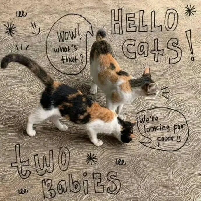 我是不会放弃收集这种图片的