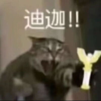 猫猫表情包