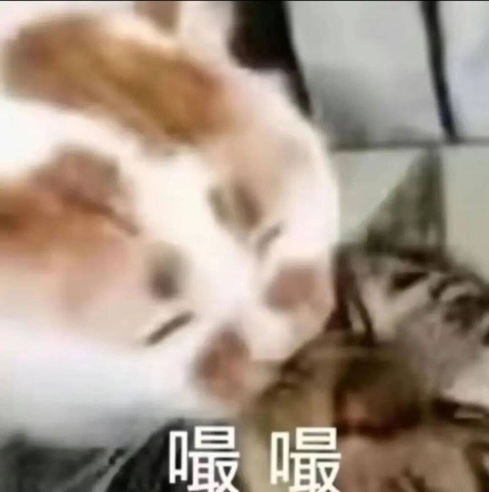 猫猫表情包