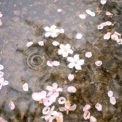 “你眼中的星河鹭起，是否也映着我的影子？”