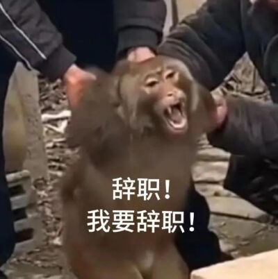 表情包