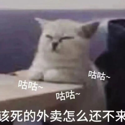 猫猫表情包