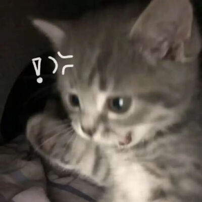 猫猫表情包
