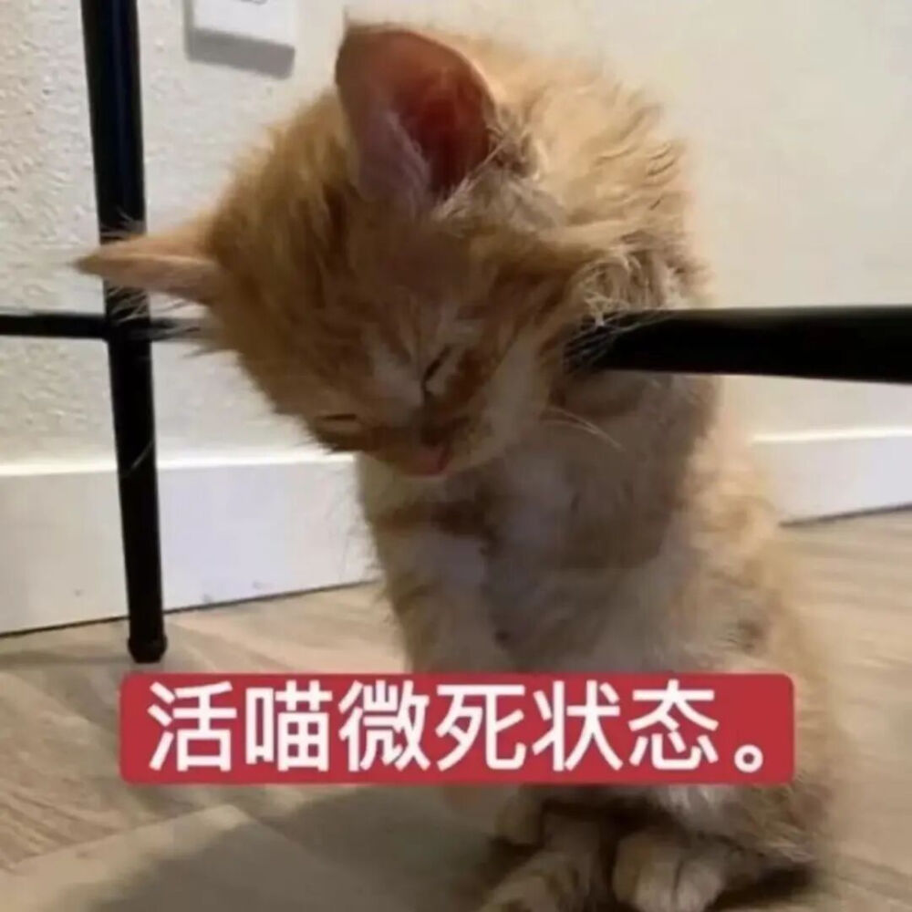 猫猫表情包