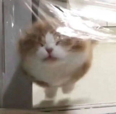 你想加入猫猫教吗