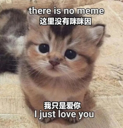 你想加入猫猫教吗