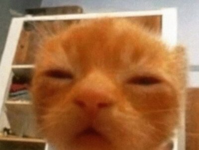 你想加入猫猫教吗