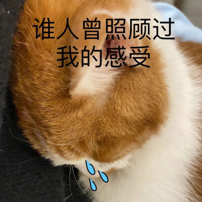 猫猫表情包