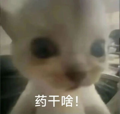 猫猫表情包