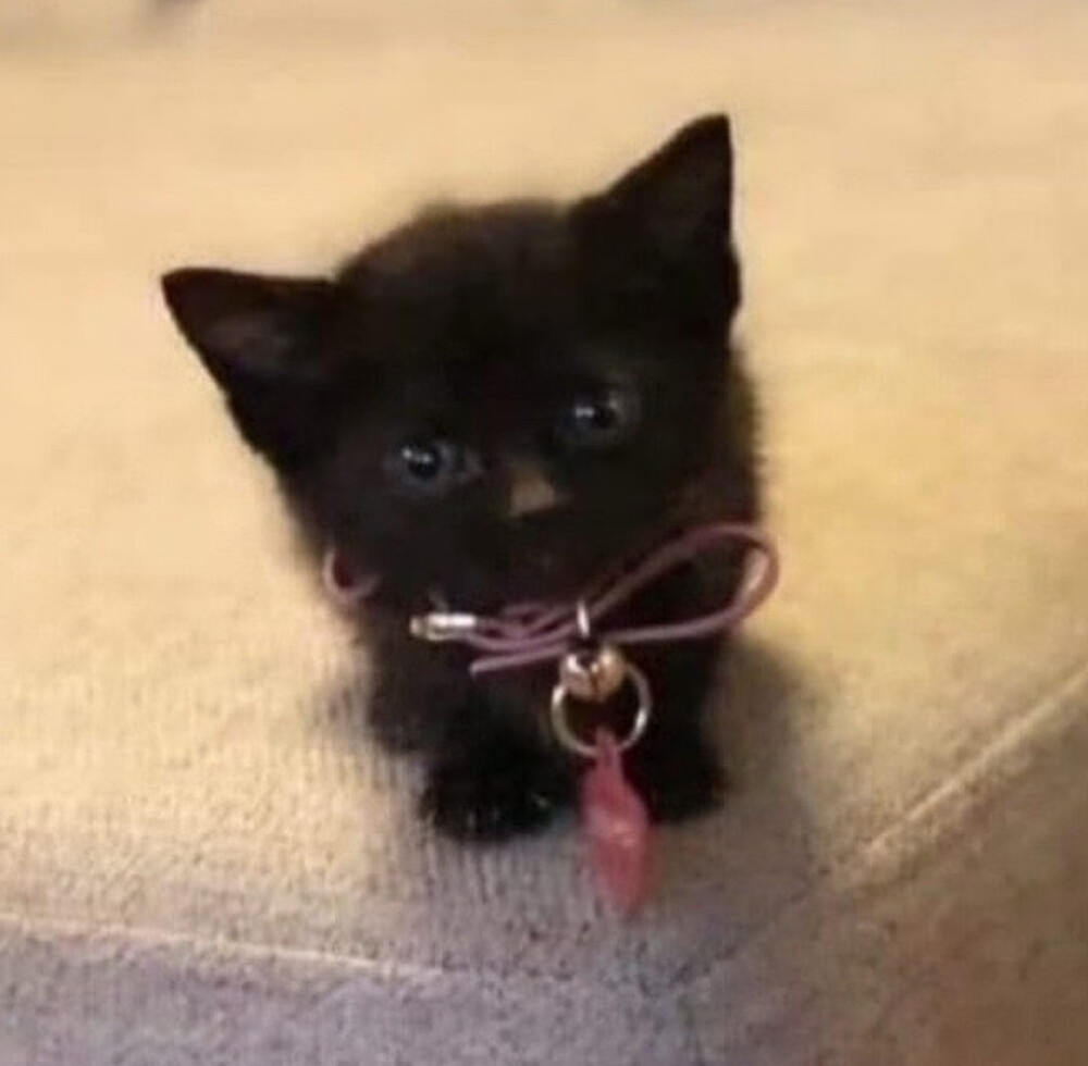 你想加入猫猫教吗