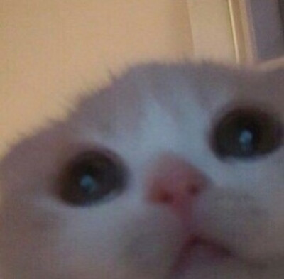 你想加入猫猫教吗