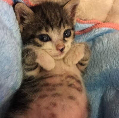 missu…………っω<。