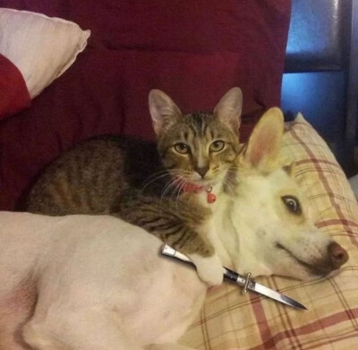 missu…………っω<。