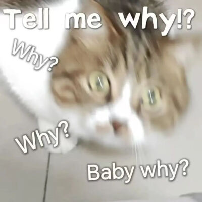 猫猫表情包