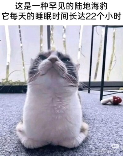 我是不会放弃收集这种图片的