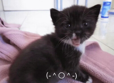 你想加入猫猫教吗