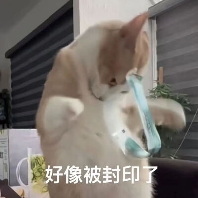 猫猫表情包