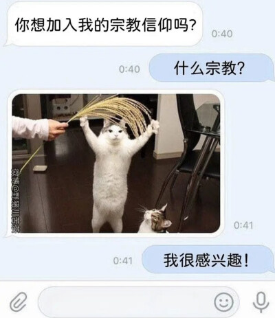 你想加入猫猫教吗