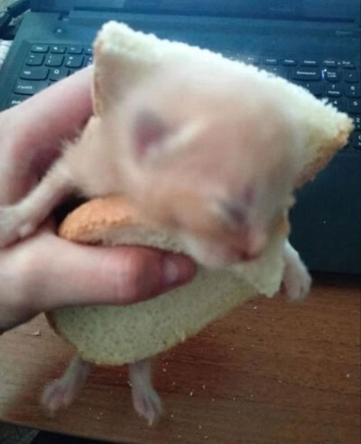 missu…………っω<。