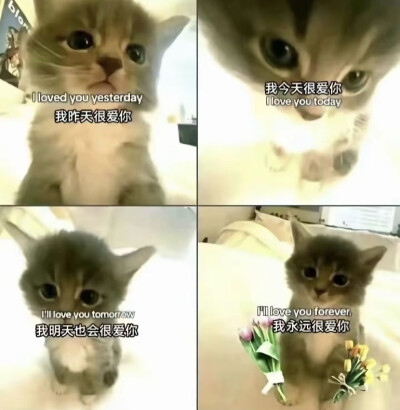 missu…………っω<。