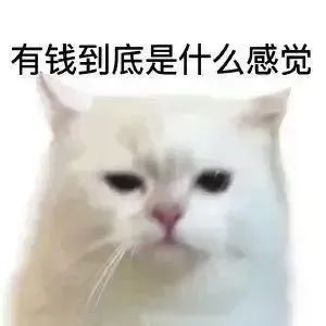 猫猫表情包