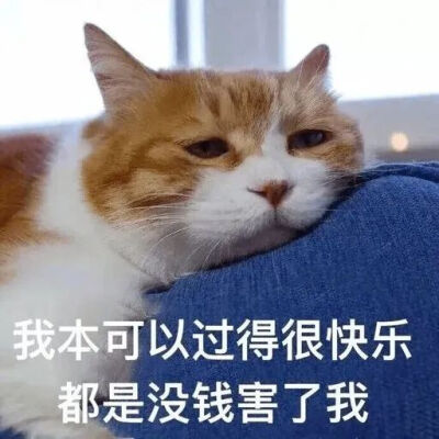 猫猫表情包