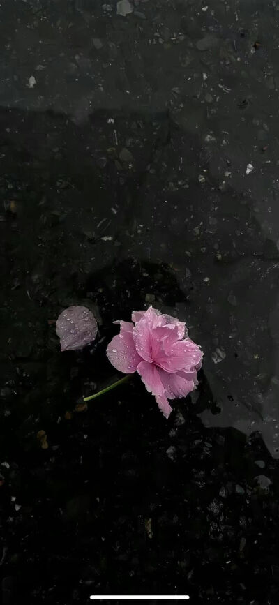 壁纸