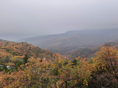 龙山漫山红叶25.10.18