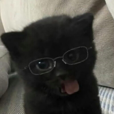 =⩌⩊⩌=