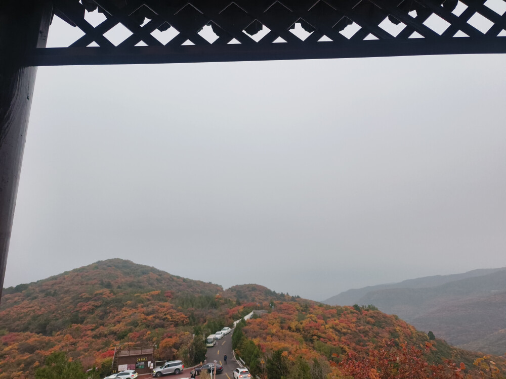 龙山漫山红叶25.10.18