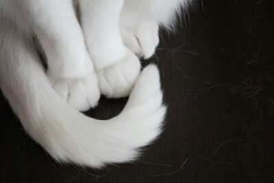 =⩌⩊⩌=