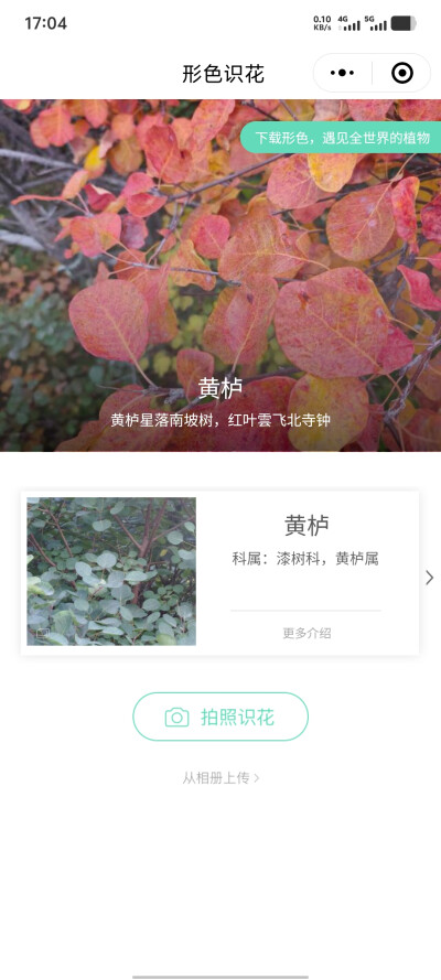 龙山漫山红叶25.10.18