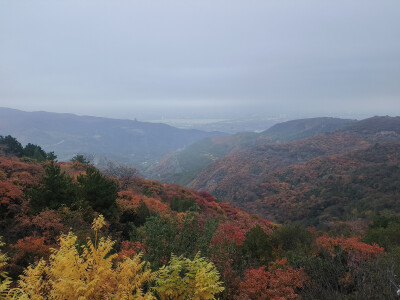龙山漫山红叶25.10.18