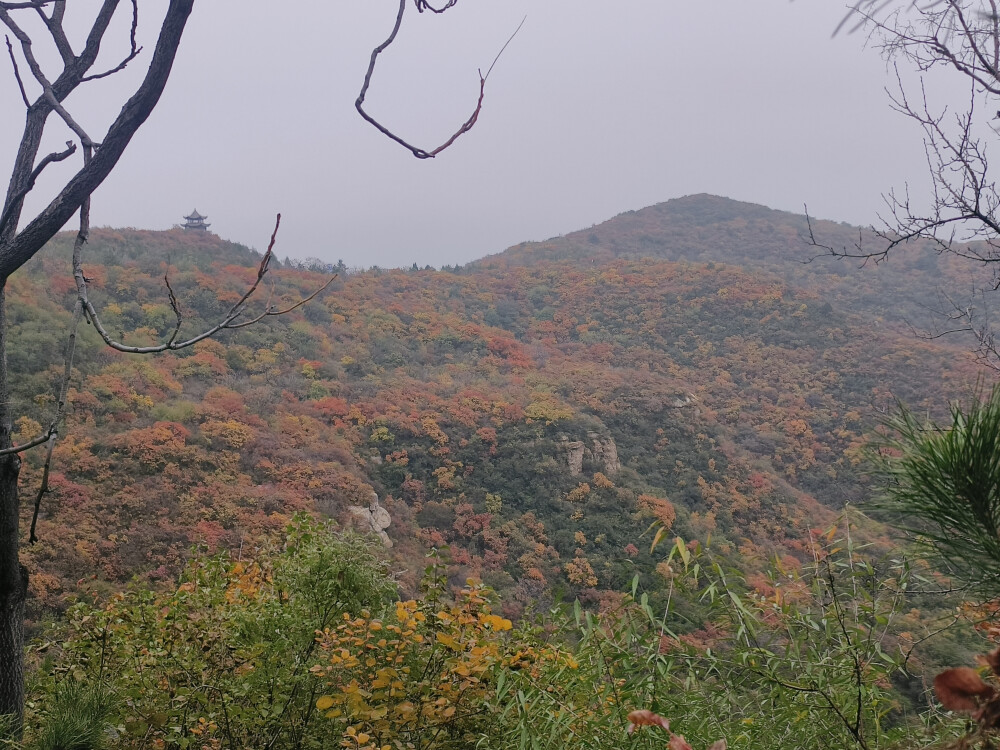 龙山漫山红叶25.10.18