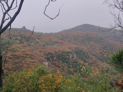 龙山漫山红叶25.10.18