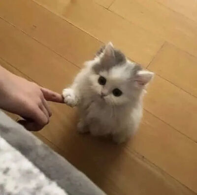 我是不会放弃收集这种图片的