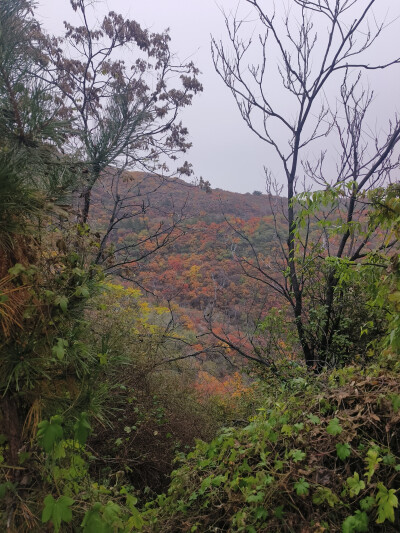 龙山漫山红叶25.10.18