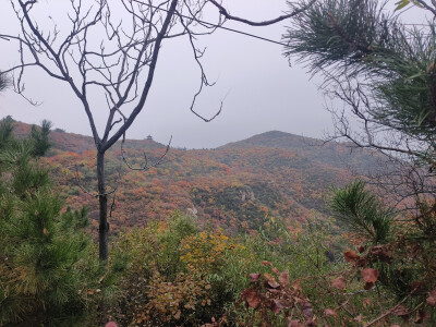龙山漫山红叶25.10.18