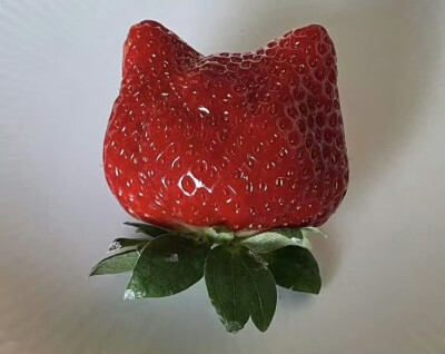 =⩌⩊⩌=