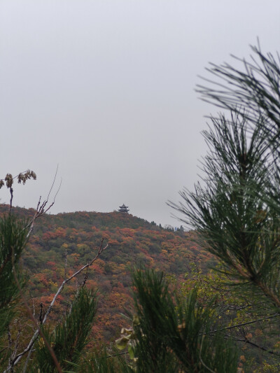 龙山漫山红叶25.10.18