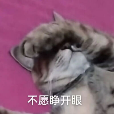 猫猫表情包
