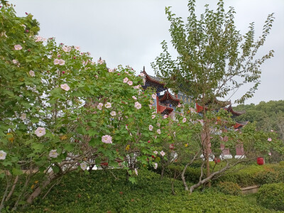 吉安庐陵文化生态园木芙蓉花开惊艳