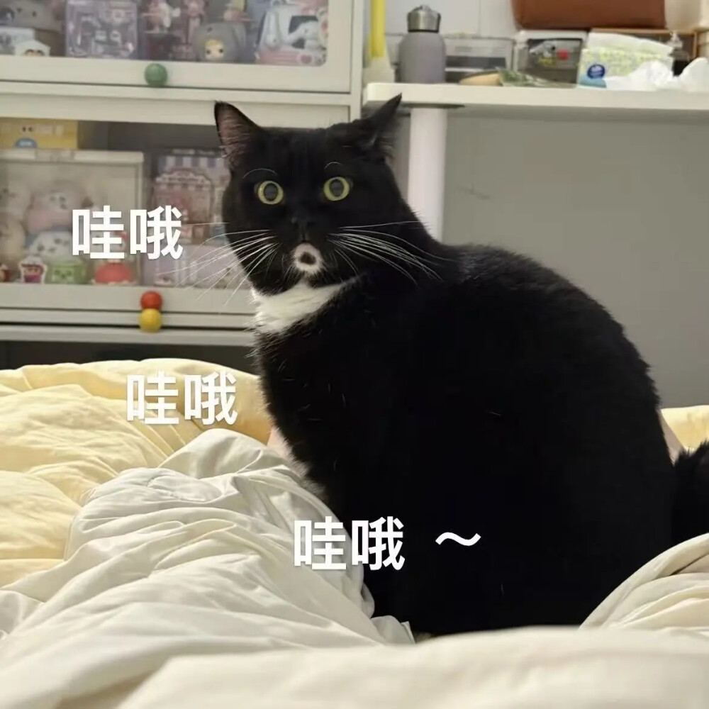 猫猫表情包