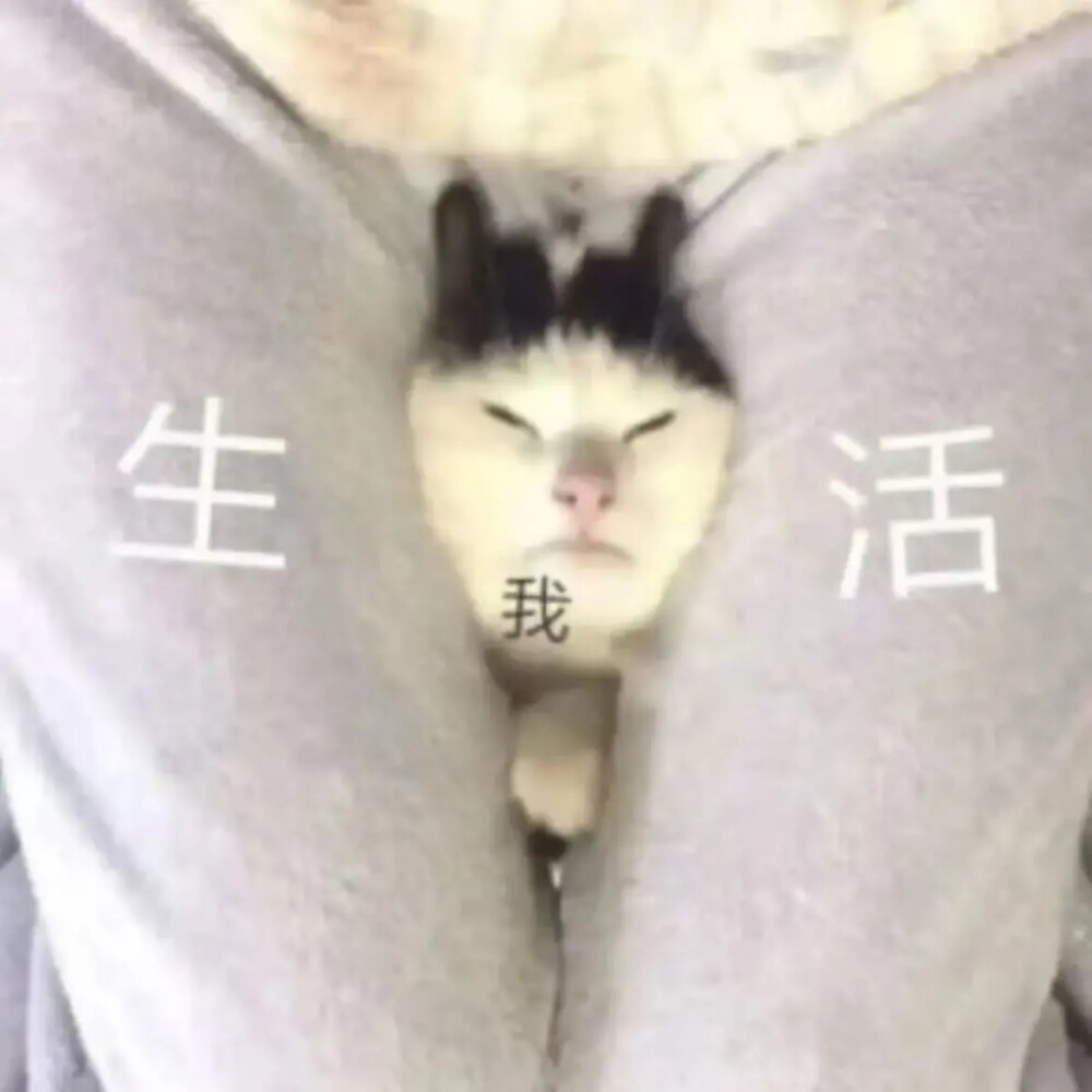 猫猫表情包