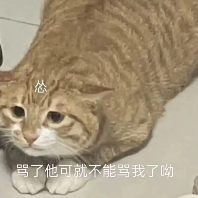 猫猫表情包
