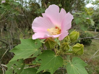 吉安庐陵文化生态园木芙蓉花开惊艳