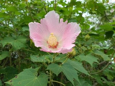 吉安庐陵文化生态园木芙蓉花开惊艳