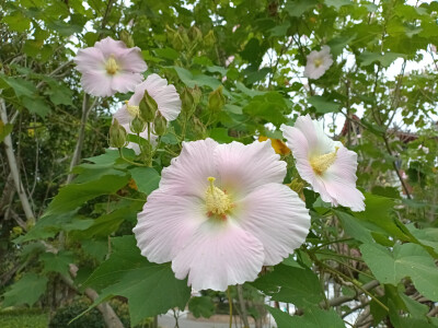吉安庐陵文化生态园木芙蓉花开惊艳