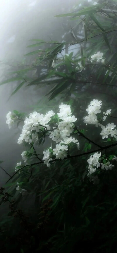 壁纸